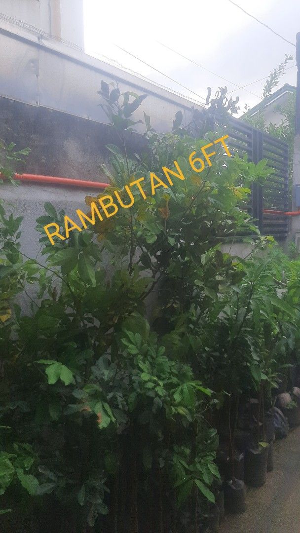 Rambutan Fruit Grafted Trees (Category: Plants & Seeds) located in Manila. Submitted by gerkeith28413 (Listing ID 1407077151, Image 2). Description: grafted rambutan tree ready for planting .
