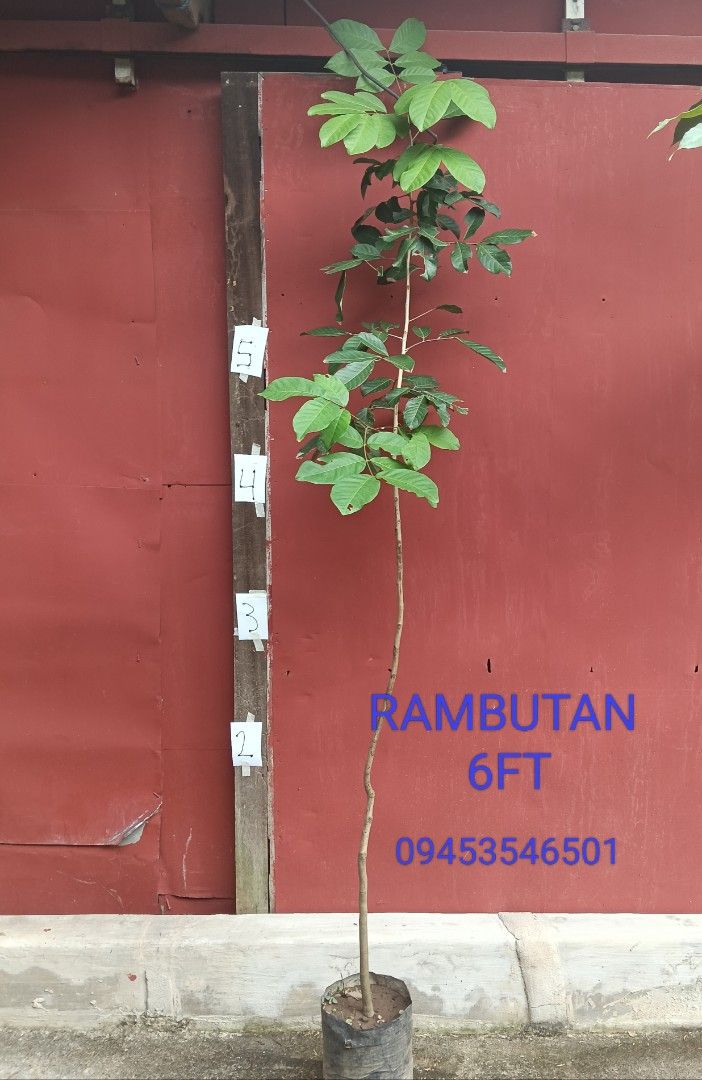 Rambutan Fruit Grafted Trees (Category: Plants & Seeds) located in Manila. Submitted by gerkeith28413 (Listing ID 1407077151, Image 3). Description: grafted rambutan tree ready for planting .