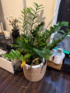 （分類：）位於 。 由 normannorman 提交（商品編號 1407159752，圖片 1）。簡介： 。