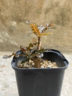 （分類：）位於 。 由 xxshek 提交（商品編號 1402128959，圖片 1）。簡介： 。