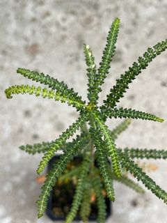 （分類：）位於 。 由 xxshek 提交（商品編號 1402129655，圖片 1）。簡介： 。