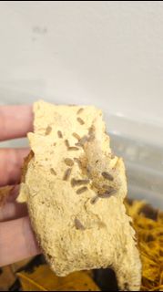 (Category: ) located in . Submitted by bagels42 (Listing ID 1402176771, Image 1). Description: .