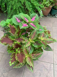 (Category: ) located in . Submitted by gardensnick (Listing ID 1397264757, Image 1). Description: .