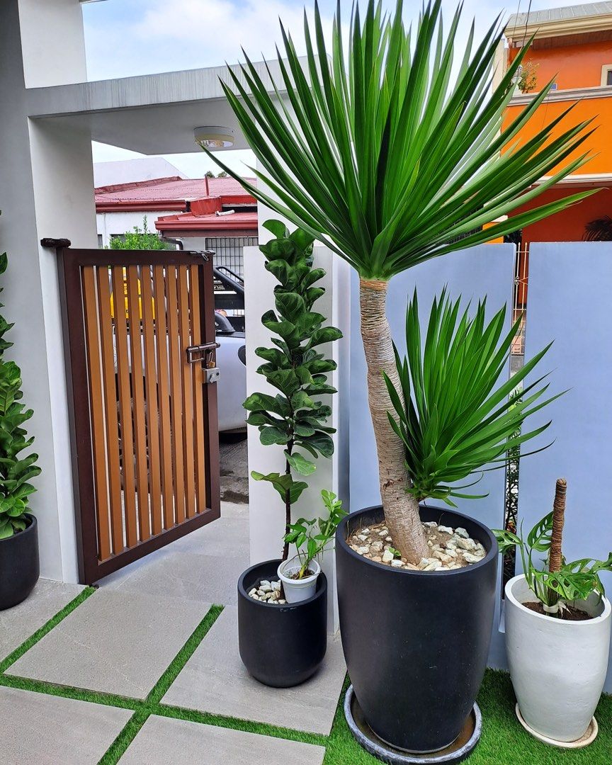 Concrete Pots & Planters for Sale (Category: Pots & Planters) located in Manila. Submitted by pebspots (Listing ID 1402226659, Image 3). Description: Concrete Pots & Planters for Sale Material: Smooth Finish Cement / Concrete Available in Bare and Painted Shapes: Round Square Rectangular Tapered Colors: Black White Brown Gray Etc... Good For Indoor and Outdoor With Drain Hole Sizes: Small To Large Size Pots We DELIVER All Over Metro Manila and ne