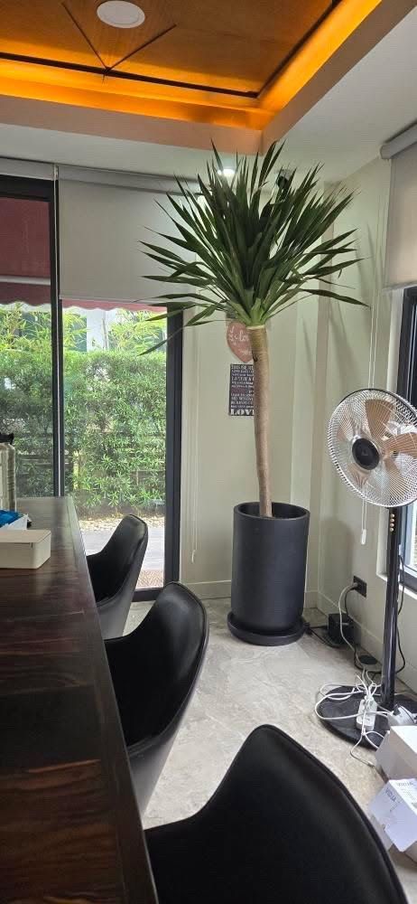 Elegant Stylish Concrete Planter Pots (Category: Pots & Planters) located in Manila. Submitted by pebspots (Listing ID 1402199234, Image 2). Description: Elegant Stylish Concrete Planter Pots Material: Smooth Finish Cement / Concrete Available in Bare and Painted Shapes: Round Square Rectangular Tapered Colors: Black White Brown Gray Etc... Good For Indoor and Outdoor With Drain Hole Sizes: Small To Large Size Pots We DELIVER All Over Metro Manil
