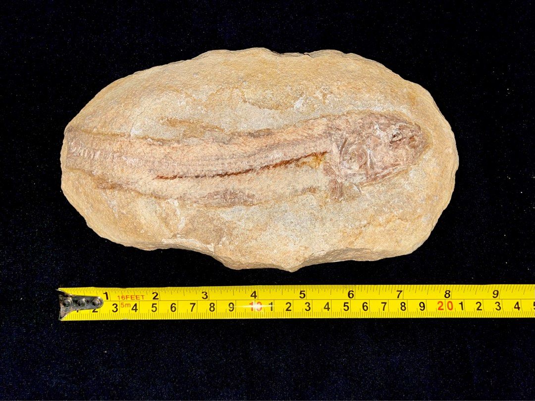 Fish Fossil (Category: Vintage Collectibles) located in Marikina City. Submitted by sam_illano (Listing ID 1402171824, Image 2). Description: A perfect pair of “Tharrhias araripis” fossils from the Early Cretaceous period (approximately 100.5-145.5 million years old) Very educational piece and perfect for your man cave collection. Price for the pair is P12,499 + minimal delivery fee. Marikina area, thank you! :) .
