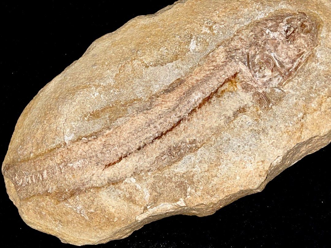 Fish Fossil (Category: Vintage Collectibles) located in Marikina City. Submitted by sam_illano (Listing ID 1402171824, Image 3). Description: A perfect pair of “Tharrhias araripis” fossils from the Early Cretaceous period (approximately 100.5-145.5 million years old) Very educational piece and perfect for your man cave collection. Price for the pair is P12,499 + minimal delivery fee. Marikina area, thank you! :) .