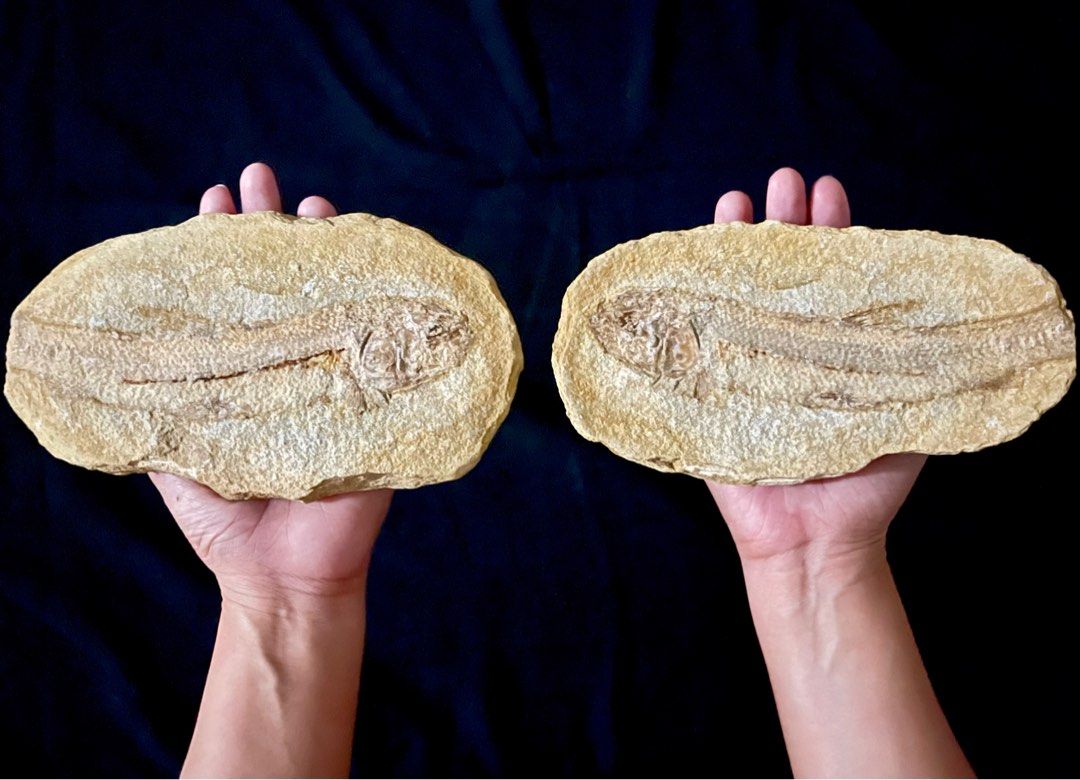 Fish Fossil (Category: Vintage Collectibles) located in Marikina City. Submitted by sam_illano (Listing ID 1402171824, Image 1). Description: A perfect pair of “Tharrhias araripis” fossils from the Early Cretaceous period (approximately 100.5-145.5 million years old) Very educational piece and perfect for your man cave collection. Price for the pair is P12,499 + minimal delivery fee. Marikina area, thank you! :) .