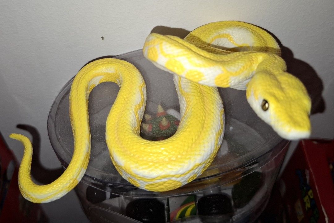 Albino python model (Category: Everything Else) located in Singapore. Submitted by ammunition (Listing ID 1402420156, Image 1). Description: WTS a very realistic albino python model. Although it is almost ending, it is STILL the year of the SNAKE, thus take it home for the blessing of the golden snake. 金蛇贺岁 Prices are definitely NEGOTIABLE. Please kindly PM if keen. Many thanks. .