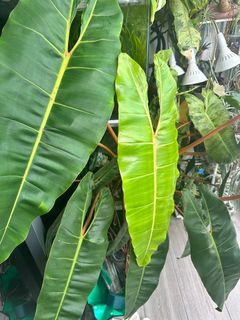 (Category: ) located in . Submitted by natureisagift (Listing ID 1402291153, Image 1). Description: .