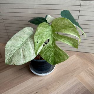 (Category: ) located in . Submitted by leaf.by.vis (Listing ID 1401667705, Image 1). Description: .