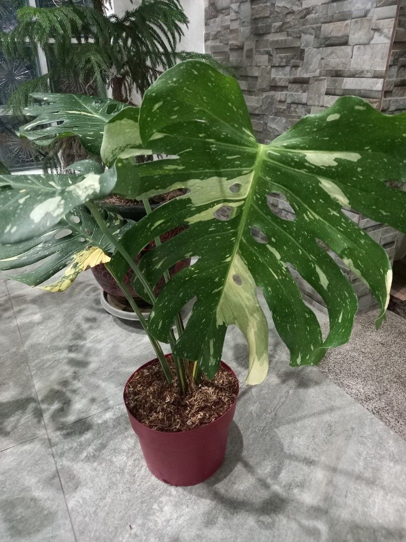 Monstera Thai Constellation (Category: Plants & Seeds) located in Quezon City. Submitted by one.thin9.less (Listing ID 1402411517, Image 3). Description: - Monstera Thai Constellation with stunning variegation -fenestrated leaves with green and creamy yellow patterns - Perfect for plant enthusiasts - Adds a unique touch to any space.