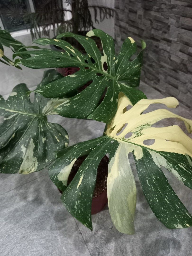Monstera Thai Constellation (Category: Plants & Seeds) located in Quezon City. Submitted by one.thin9.less (Listing ID 1402411517, Image 2). Description: - Monstera Thai Constellation with stunning variegation -fenestrated leaves with green and creamy yellow patterns - Perfect for plant enthusiasts - Adds a unique touch to any space.