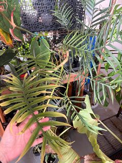 (Category: ) located in . Submitted by warocqueanum (Listing ID 1402323024, Image 1). Description: .