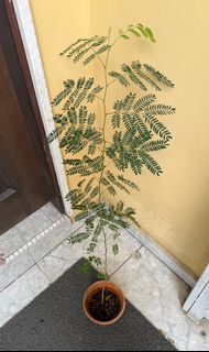(Category: ) located in . Submitted by makendo (Listing ID 1402523142, Image 1). Description: .