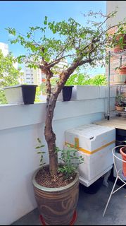 (Category: ) located in . Submitted by geylang_east380132 (Listing ID 1402549545, Image 1). Description: .