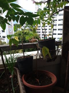 (Category: ) located in . Submitted by auntyting (Listing ID 1402549272, Image 1). Description: .