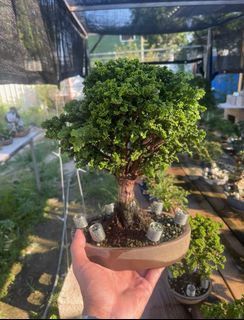 (Category: ) located in . Submitted by plants_plants (Listing ID 1402575264, Image 1). Description: .
