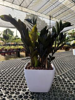 (Category: ) located in . Submitted by leafynature (Listing ID 1402806259, Image 1). Description: .