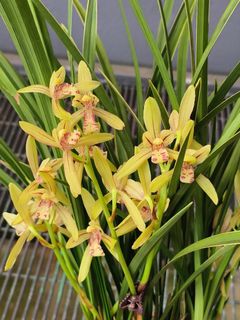 Cymbidium species  Collection item 3