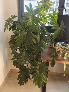 (Category: ) located in . Submitted by quanjiafuplants (Listing ID 1402781646, Image 1). Description: .