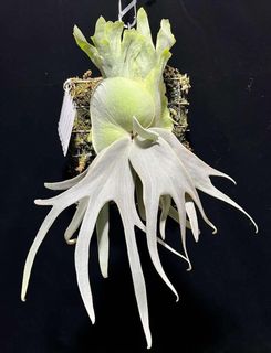 （分類：）位於 。 由 chanwinwing 提交（商品編號 1402754244，圖片 1）。簡介： 。