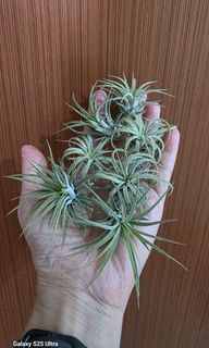 (Category: ) located in . Submitted by sghappyplant (Listing ID 1402956486, Image 1). Description: .