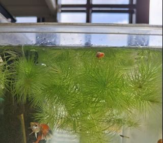 (Category: ) located in . Submitted by allenlwc (Listing ID 1402863529, Image 1). Description: .
