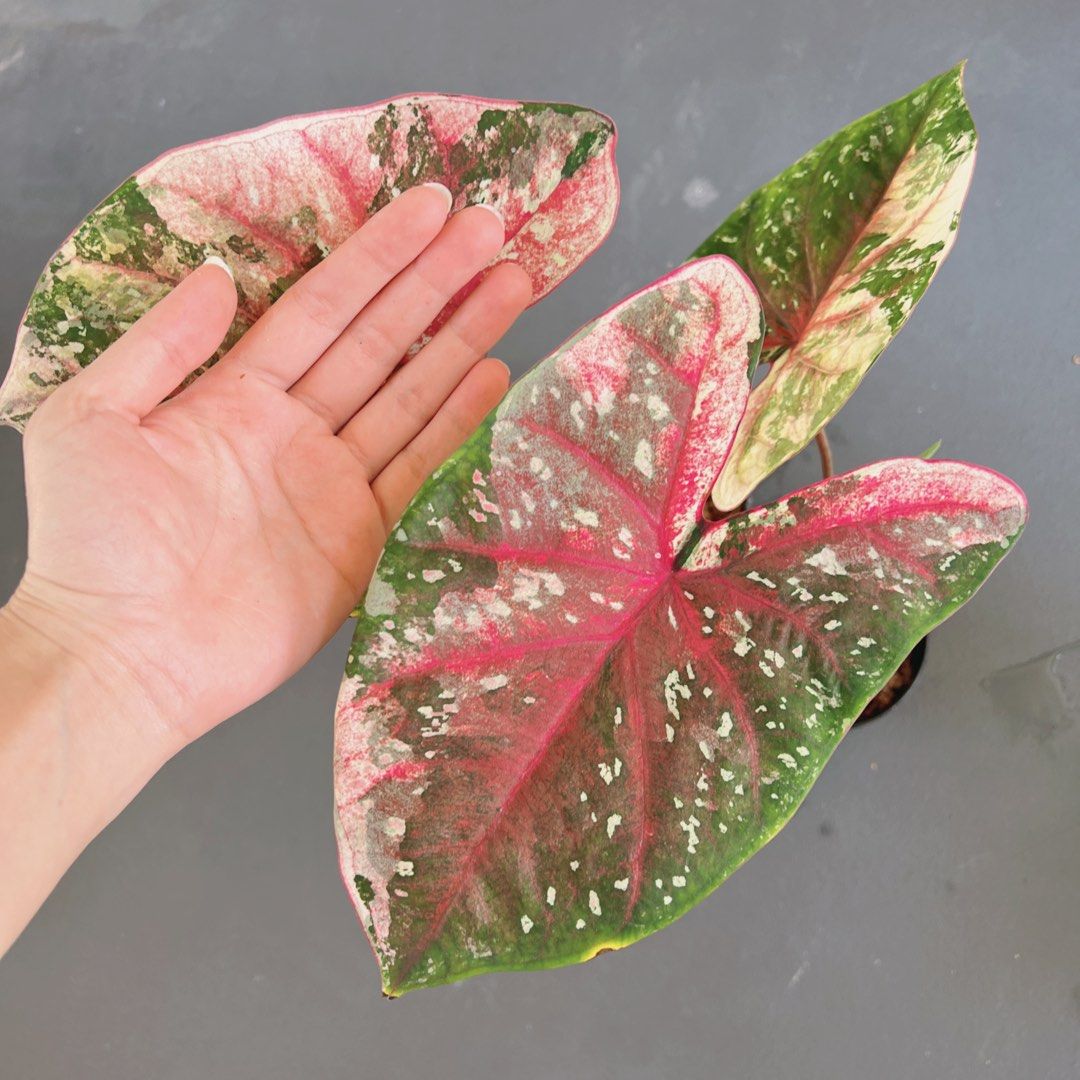 Rare Caladium / variegated, Furniture & Home Living, Gardening, Plants ...