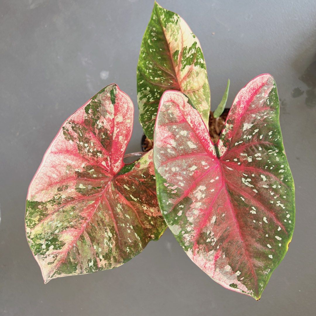 Rare Caladium / variegated, Furniture & Home Living, Gardening, Plants ...