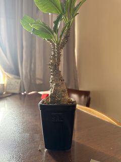 （分類：）位於 。 由 jko676 提交（商品編號 1403107286，圖片 1）。簡介： 。