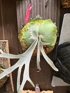 （分類：）位於 。 由 zibet_c 提交（商品編號 1402018886，圖片 1）。簡介： 。