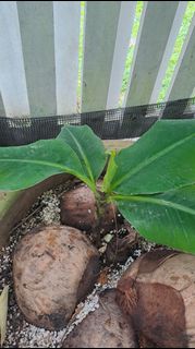 (Category: ) located in . Submitted by vikatan007 (Listing ID 1403132310, Image 1). Description: .