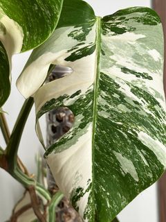 （分類：）位於 。 由 hwwc10 提交（商品編號 1403052852，圖片 1）。簡介： 。