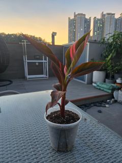 （分類：）位於 。 由 kykho 提交（商品編號 1403147303，圖片 1）。簡介： 。