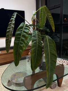 （分類：）位於 。 由 hwwc10 提交（商品編號 1403052268，圖片 1）。簡介： 。