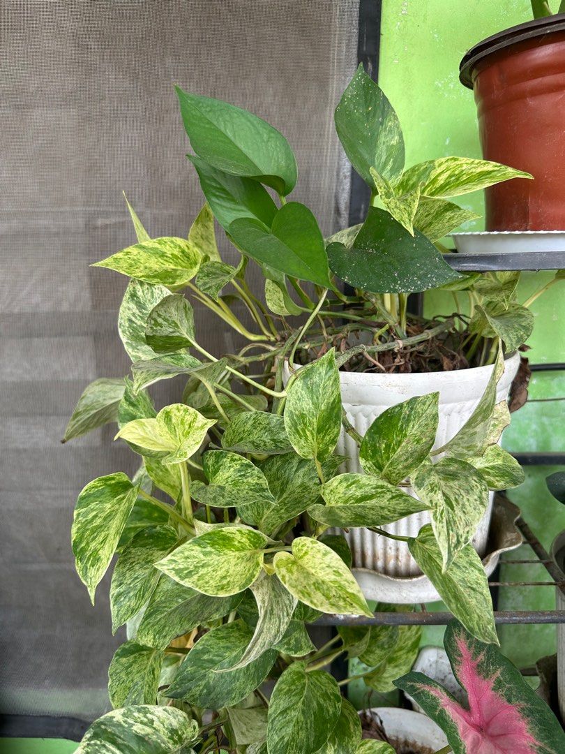 Marble Queen Pothos Plant (Category: Plants & Seeds) located in Taguig. Submitted by sshyn_08 (Listing ID 1407253968, Image 1). Description: - Marble Queen Pothos plant in a white pot. - Features vibrant green and white variegated leaves. - Low-maintenance and easy to care for. - Thrives in various light conditions. - Ideal for beginners and experienced plant lovers..