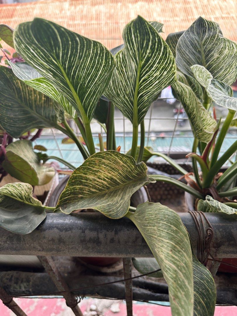 Philodendron Birkin Plant (Category: Plants & Seeds) located in Taguig. Submitted by sshyn_08 (Listing ID 1407153553, Image 2). Description: - Philodendron Birkin plant - Stunning white variegation - Healthy and well-established - Potted and ready to display - Adds a touch of elegance.