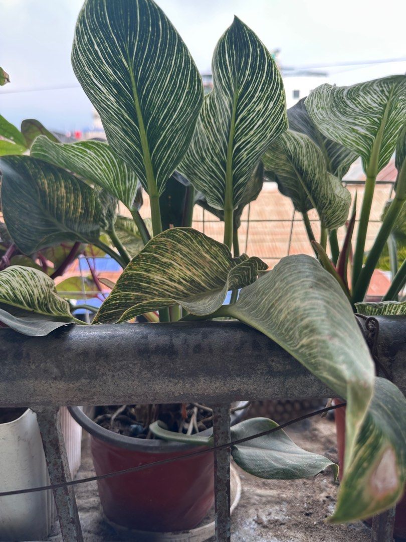 Philodendron Birkin Plant (Category: Plants & Seeds) located in Taguig. Submitted by sshyn_08 (Listing ID 1407153553, Image 3). Description: - Philodendron Birkin plant - Stunning white variegation - Healthy and well-established - Potted and ready to display - Adds a touch of elegance.