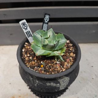 （分類：）位於 。 由 daozzzzw 提交（商品編號 1409034153，圖片 1）。簡介： 。