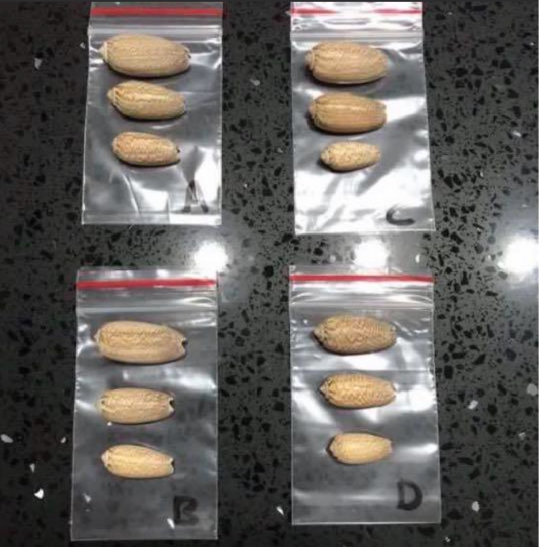 Ocean Lettered Cowrie Shells - Pack of A, B, C & D Assorted Sizes ...