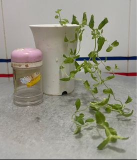 (Category: ) located in . Submitted by plant.hobbyist (Listing ID 1340110432, Image 1). Description: .