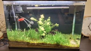 (Category: ) located in . Submitted by aikoglabda (Listing ID 1409162034, Image 1). Description: .