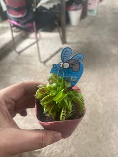 (Category: ) located in . Submitted by plantandplant (Listing ID 1409136118, Image 1). Description: .