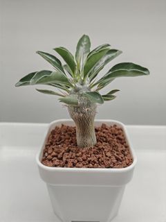 (Category: ) located in . Submitted by small_lil_plant (Listing ID 1409395629, Image 1). Description: .
