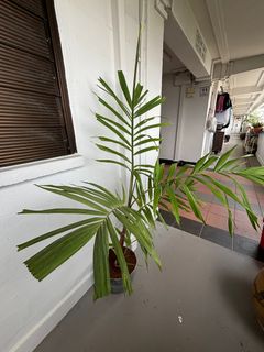 (Category: ) located in . Submitted by organicplantscentre (Listing ID 1409304908, Image 1). Description: .