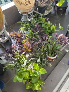 (Category: ) located in . Submitted by leels8 (Listing ID 1409198438, Image 1). Description: .