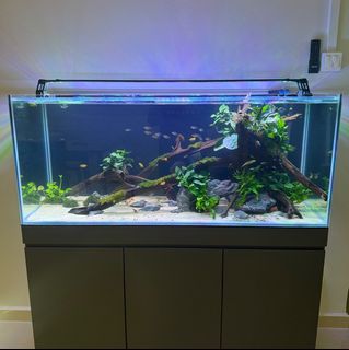 (Category: ) located in . Submitted by pisces_man_aquarium_services (Listing ID 1409435406, Image 1). Description: .