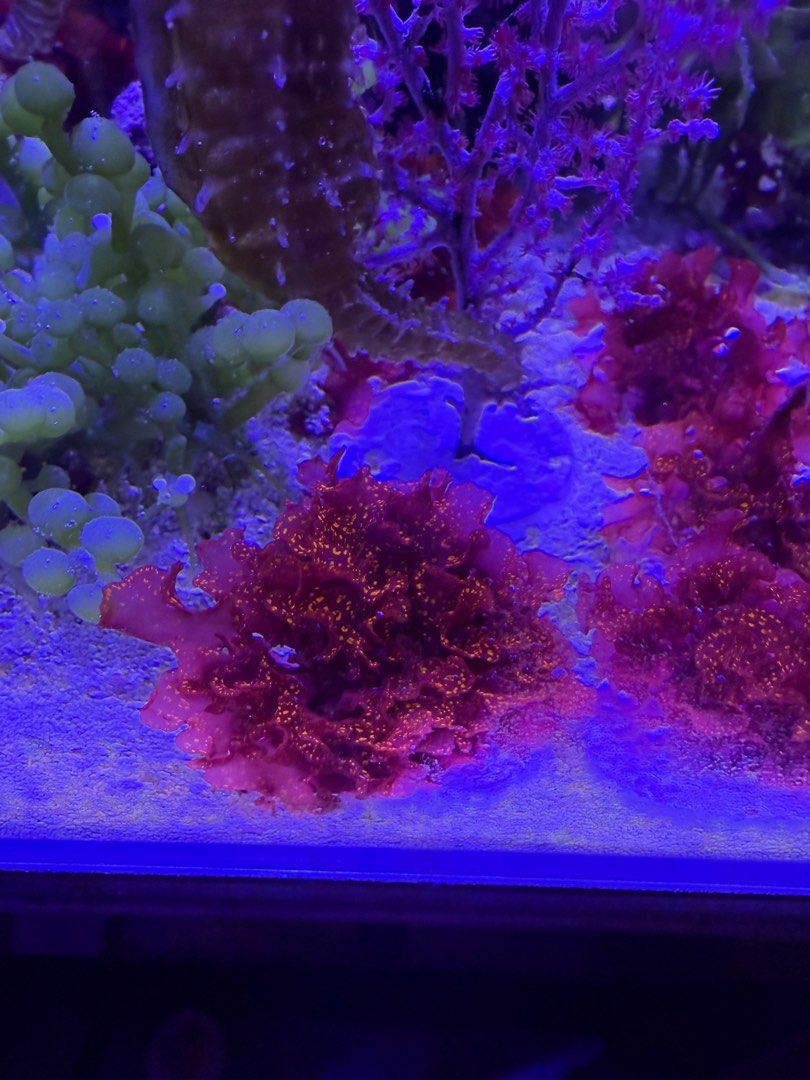 Atomic Broccoli Macroalgae (Category: Homes & Other Pet Accessories) located in Singapore. Submitted by sandralhj (Listing ID 1409549838, Image 1). Description: Atomic Broccoli macroalgae. Each one is on a 3.5cm frag plug. Red macroalgae with beautiful gold glitter Grape (green) and feather caulerpa cuttings available as well .
