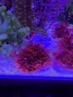 (Category: ) located in . Submitted by sandralhj (Listing ID 1409549838, Image 1). Description: .
